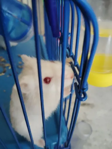 Hamster Anão Russo