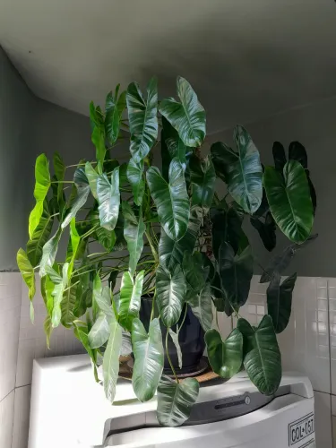 Planta grande Filodendro Linda com vaso!!!