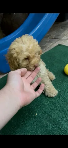 Filhote de poodle macho caramelo