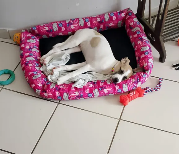 Cadelinha