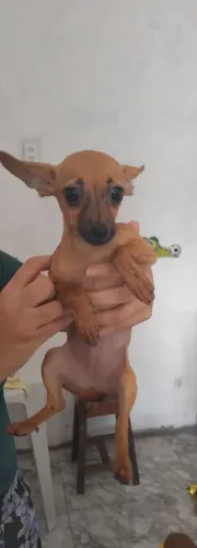 Pinscher 