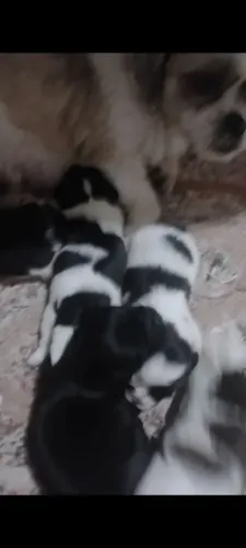 Filhote de Shitzu femea e macho 