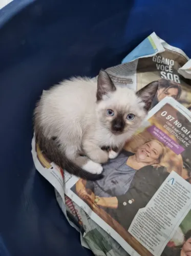 Gatinha Filhote Raça Siamês Fêmea