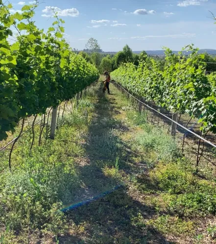 Chácara com Vinhedo, nascente e área de pasto em Cocalzinho de Goiás