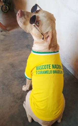 Adoção, doação responsável