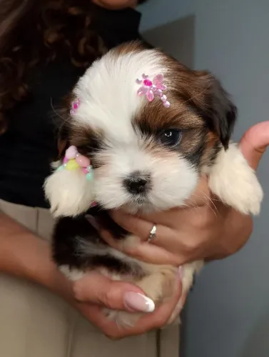 Vende-se filhote de Shih Tzu