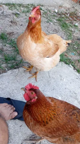 2 galinhas caipira