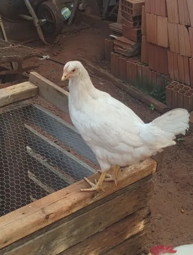 Vendo um casal de galinhas poedeiras de ovos azuis