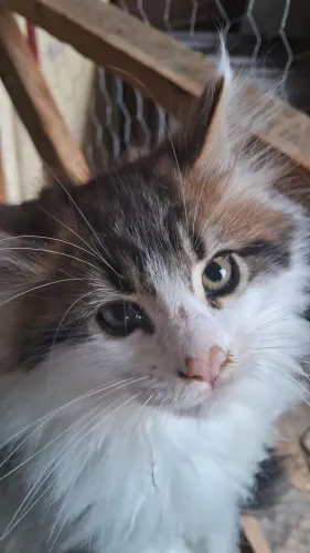 Filhote maine coon Fêmea disponível pra reserva 