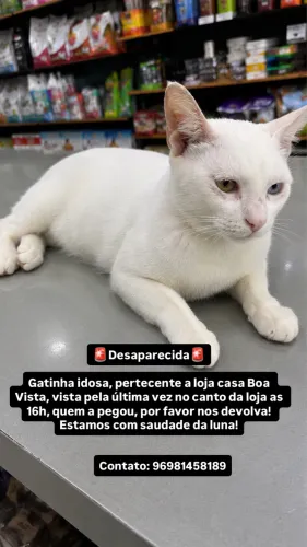 Gato