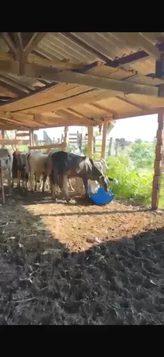 Bizerras Nelore e aneloradas