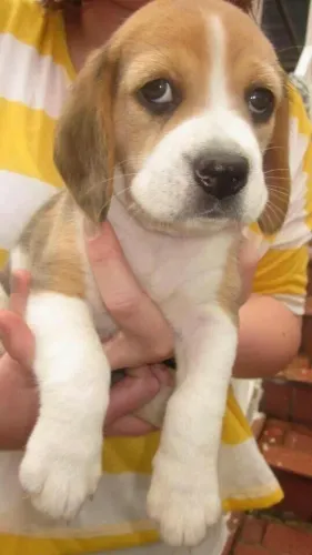Beagle Cachorrinho disponível para novos contatos