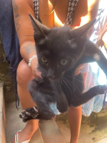 Gatos 