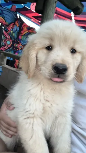 Venda fe filhotes cachorro golden retriver