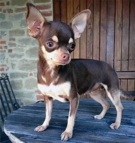 Chihuahua pequeno