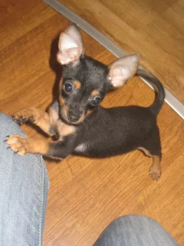 Neném Pinscher/Pincher saudável de linhagem especial selecionada dócil
