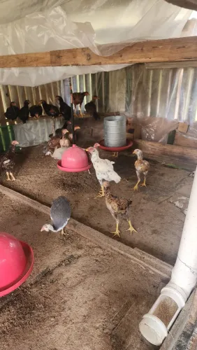 Vendo frangos e frangas!