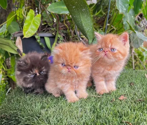 Gato Persa filhote disponível: elegância e carinho em um só pet