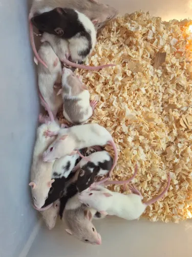 Ratos diversos valores 