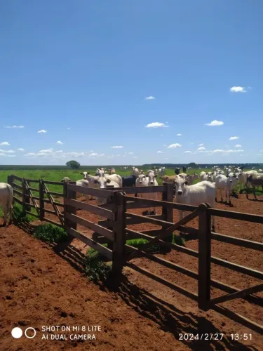 FAZENDA À VENDA PARANAÍBA/MS