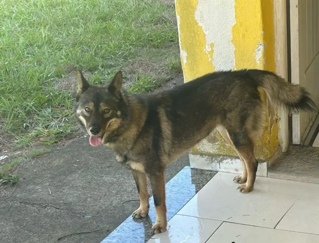 Adoção responsável 
