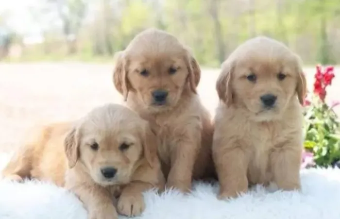 Golden Retriever Filhotes de Excelente Linhagem.