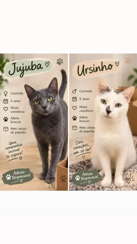 Gatinhos para adoção responsável