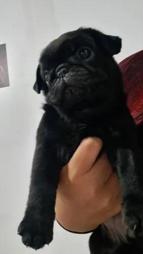 Venda de filhote de Pug (Aceito cartão: crédito/Débito)