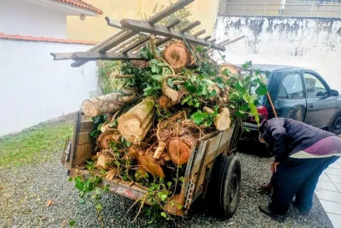 Corto árvore e limpeza de terreno 