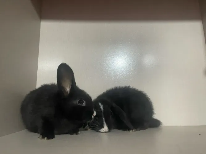 Mini coelhos 