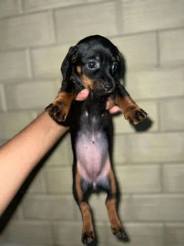 Filhote de Dachshund