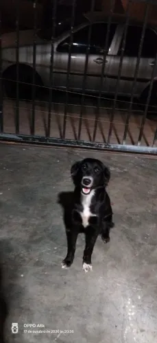 Uma cachorrinha para doação muito dócil