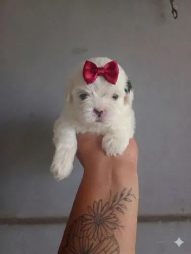 Filhotes de shih Tzu disponível 