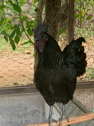 Galinha ornamental 