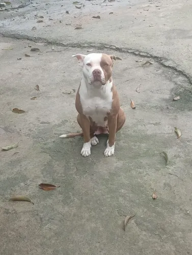 Procura se um namorado
