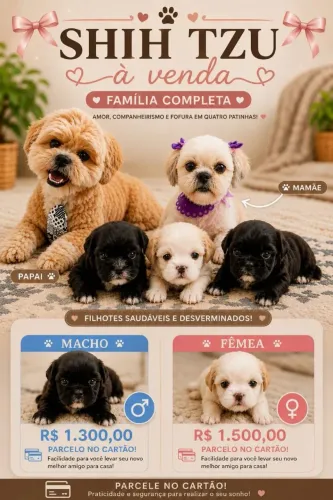 Shih tzu com 35 dias 