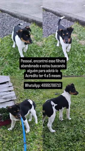 Filhote disponível para adoção 