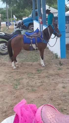 Cavalo pônei