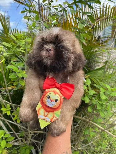 SHIH TZU MACHINHO CHOCOLATE