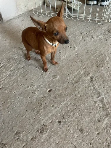 Pinscher 000 para cobertura/cruza