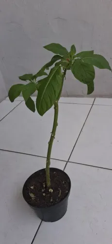 Vendo mudas de trombeta de anjo rara