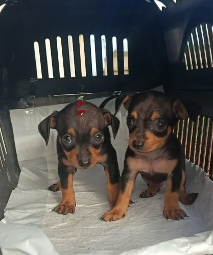 Pinscher zero