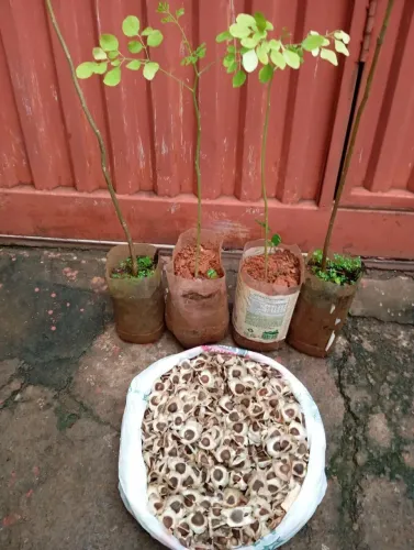 Mudas e sementes de Moringa 