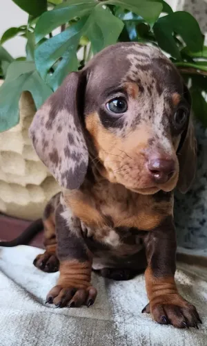 Basset /Teckel Com Pedigree! Amizade Verdadeira!!