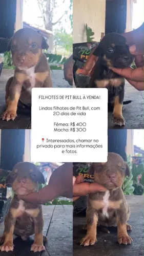 Vende-se filhotes de pitbull