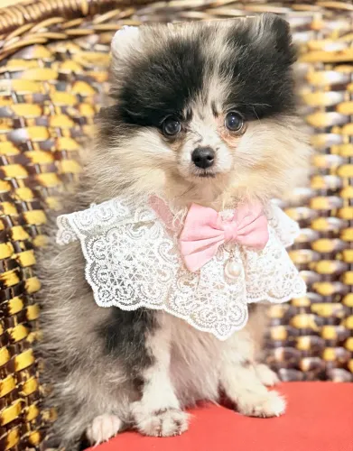 Lulu merle fêmea anã 4 meses Pedigree opcional 