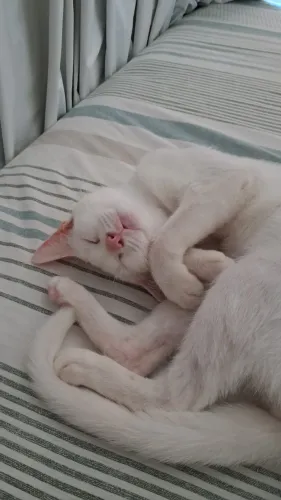 Gatinho Bonzinho