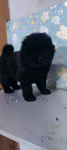 Filhote de Chow chow 
