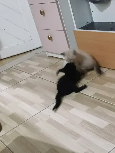 Disponível,o casal de gato pretinho