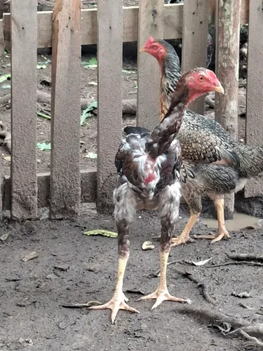 Frango 